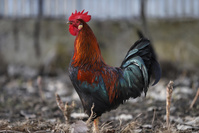 Grippe aviaire H5N8: la Russie dit avoir détecté le premier cas de transmission à l'humain
