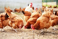 Grippe aviaire: premier foyer dans un élevage au Danemark, 25.000 volailles abattues