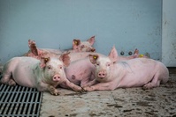 Bien-être animal: ce que nous disent les porcs