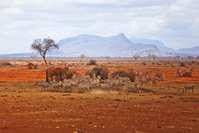 Au Kenya, la faune sauvage revit grâce à la lutte contre le braconnage