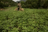 Le Maroc sur la voie de la légalisation de la production et de l'usage thérapeutique du cannabis
