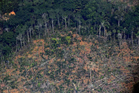 Brésil: 94% de la déforestation en Amazonie est illégale