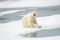 Phénomène rare, un ours polaire aperçu dans le sud du Canada, conséquence du dérèglement climatique