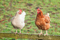 Grippe aviaire: les détenteurs particuliers de volailles doivent confiner ou protéger leurs animaux