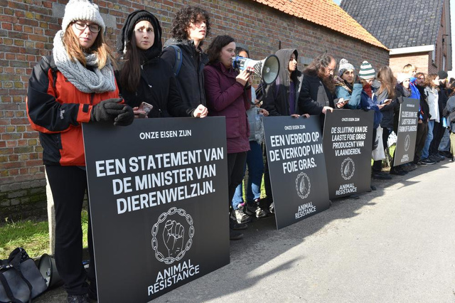 Actievoerders Animal Resistance lijmen en ketenen zich vast in Bekegemse Foie Gras