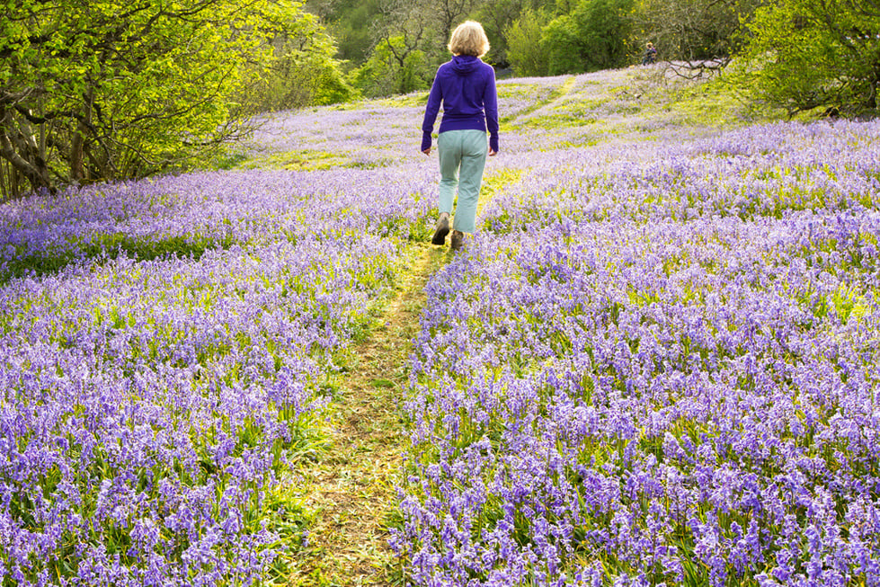 Les plus belles promenades parmi les fleurs sauvages en Belgique, pour profiter du retour du printemps