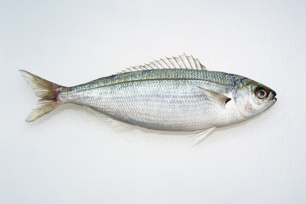 Le poisson poison: quand mange trop de poisson ?