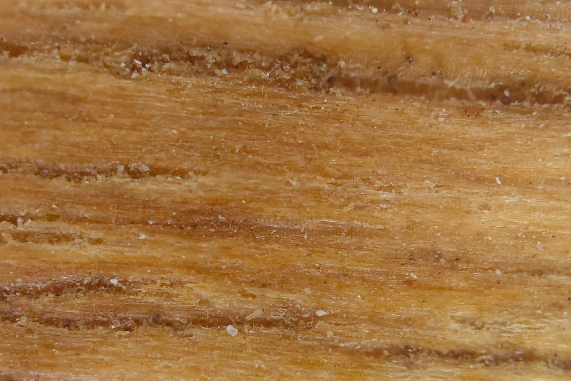 Een (blijkbaar stoffig) stuk hout onder de microscoop., EB