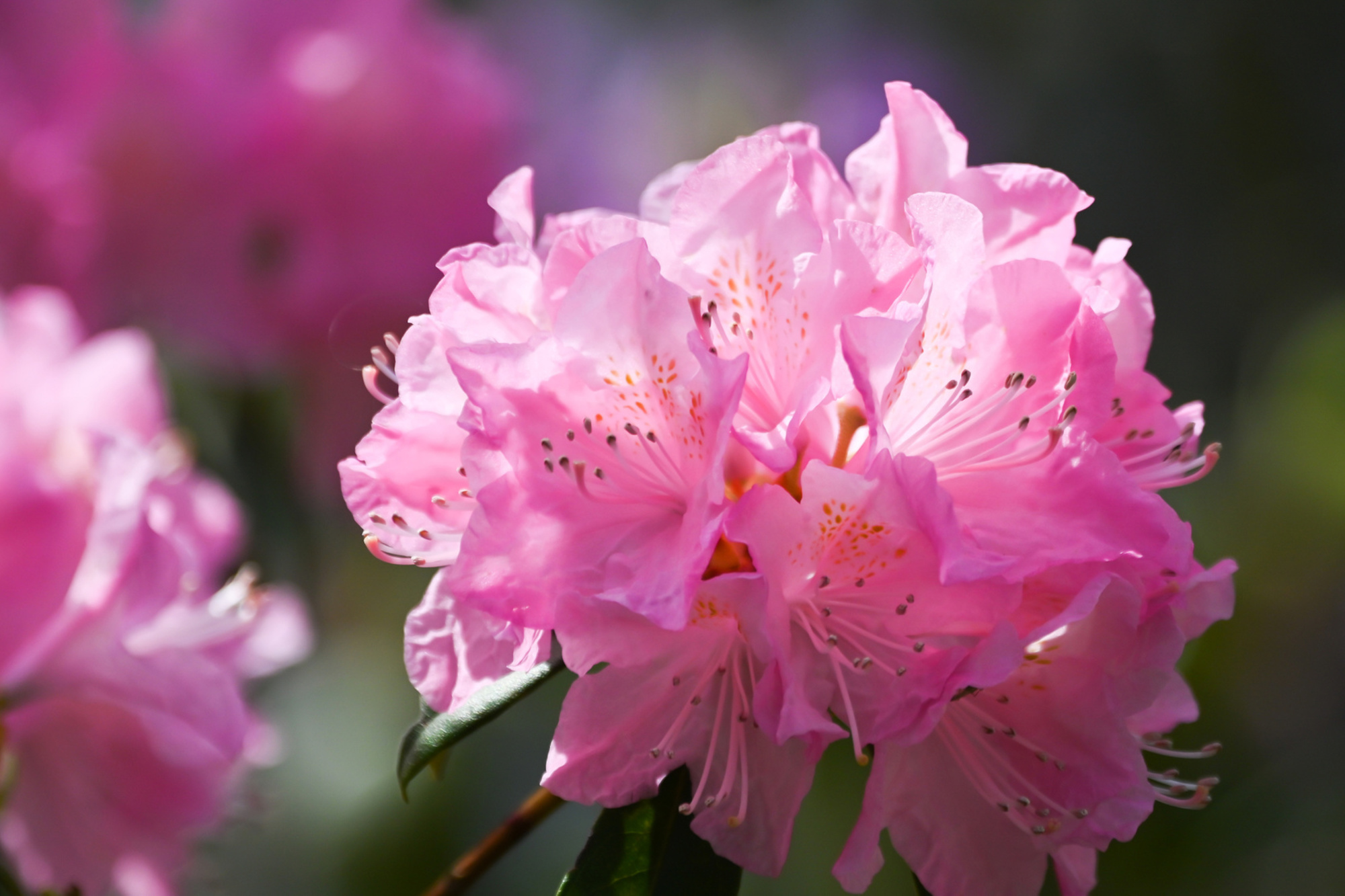 rhododendron, iStock