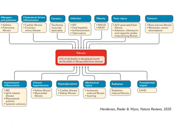 Fibrose, Henderson, Rieder & Wynn