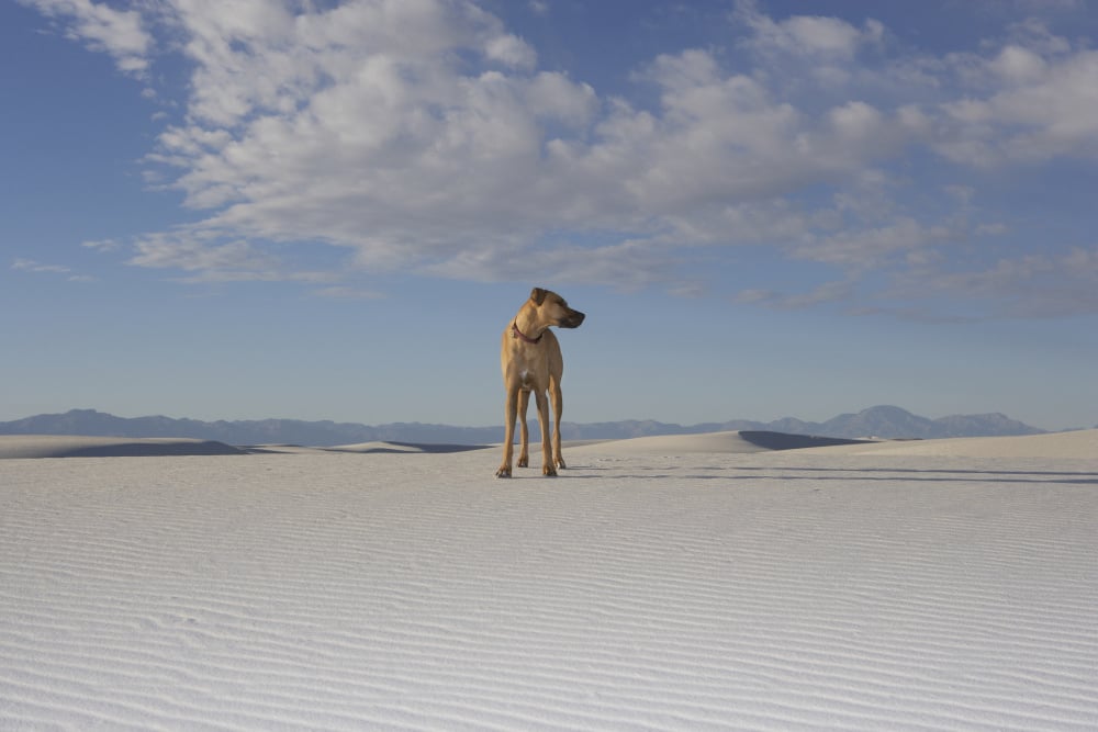 White Sands National Park, Getty Images