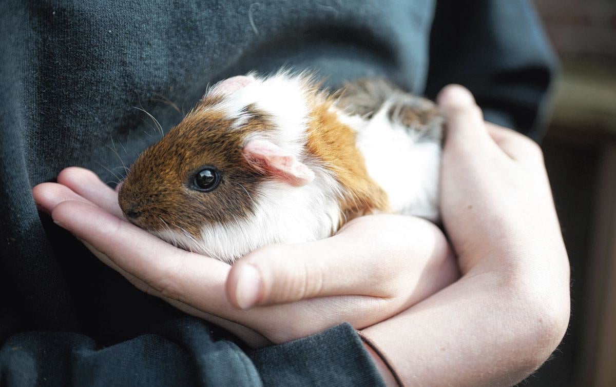 Le cochon d'Inde est d'une grande patience et a un contact rassurant., Getty Images