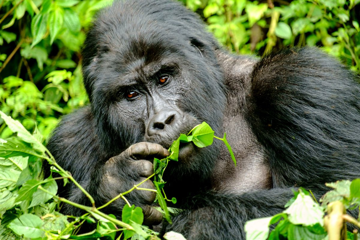 Gorilla, Getty Images