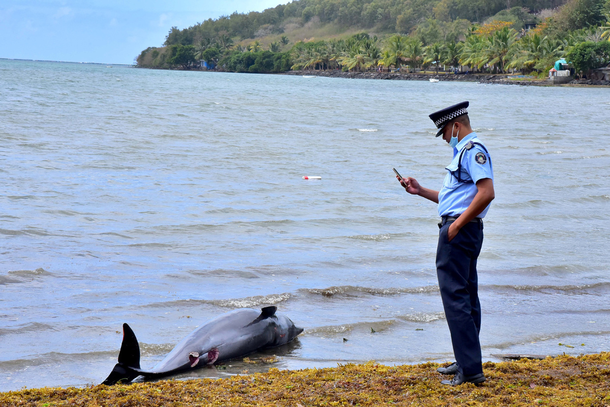 Een agent trekt een foto van een aangespoelde dolfijn, Reuters