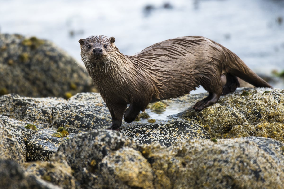 Otter, Getty Images