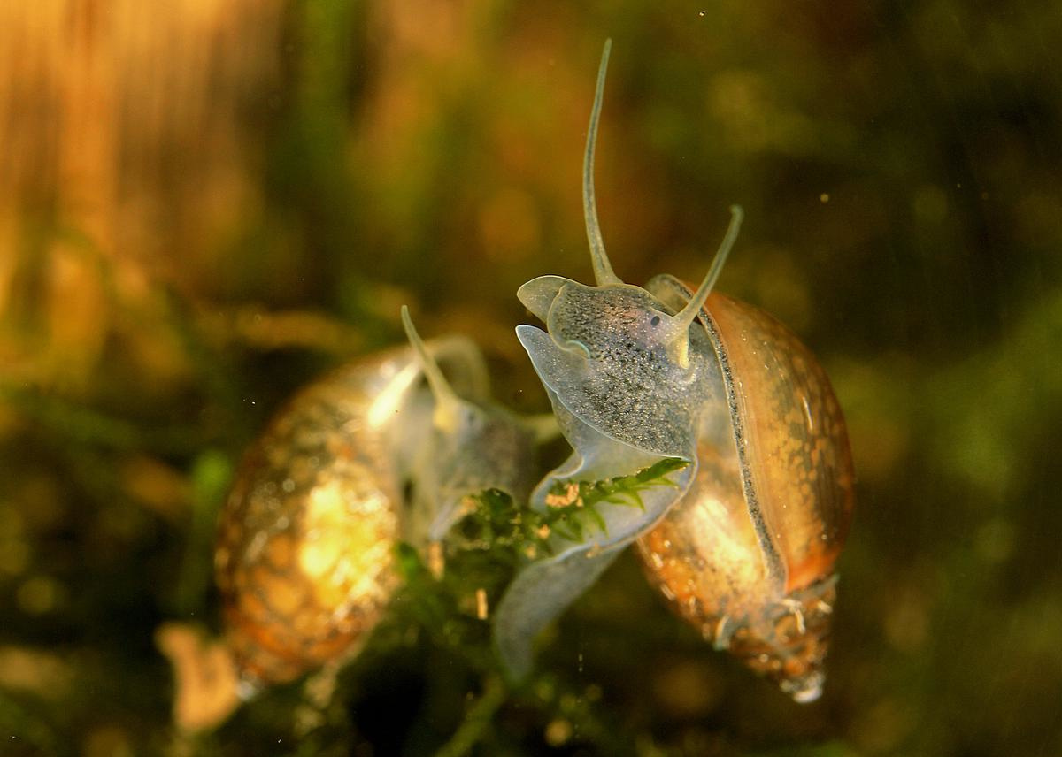 Les parasites responsables de la schistosomiase se servent de l'escargot d'eau douce comme taxi., Getty Images