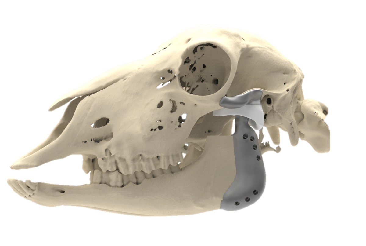 La prothèse en version ovine : neuf mois de rumination animale valent bien 22 ans de mastication humaine., Cadskills