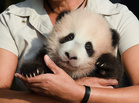Tian Bao, le panda géant, restera plus longtemps que prévu à Pairi Daiza
