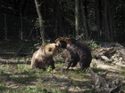 Au secours des ours bruns (en images)