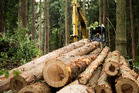 Bomen kappen voor goed bosbeheer