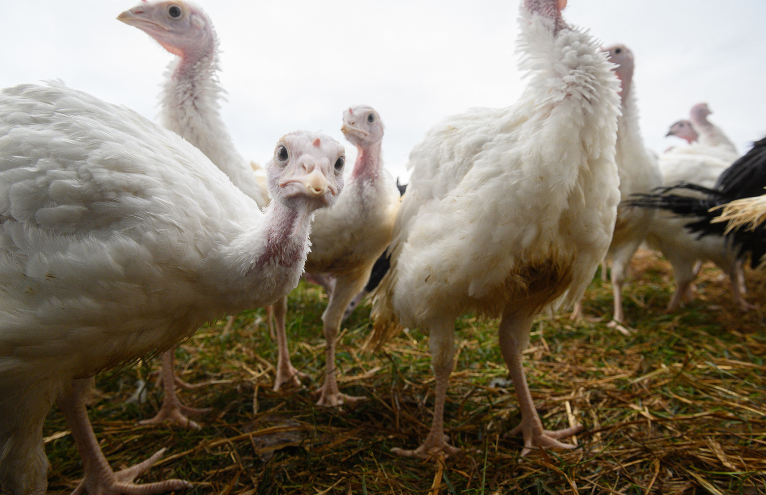 Ferme d'Eastfield Turkeys à Oxspring, AFP