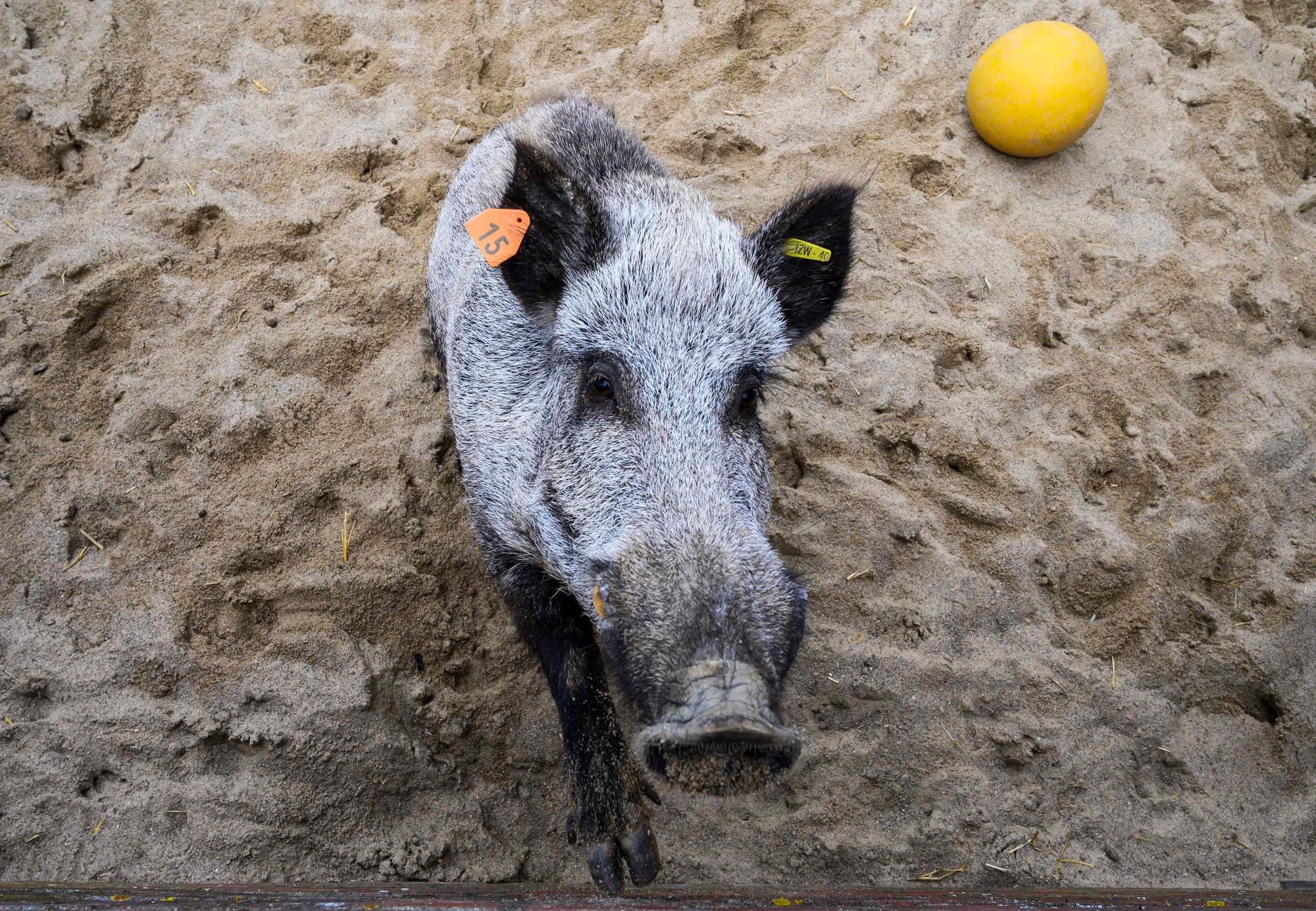 Riems, la plus dangereuse île d'Allemagne, est surnommée l