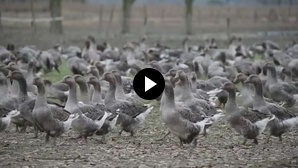 Foie gras wordt ethisch dankzij biotech