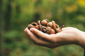 'De giftige tannines moeten eruit, daarna zouden eikels een goede bron van vitaminen zijn'