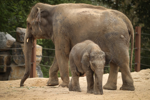 Pairi Daiza: un heureux évènement attendu dans la famille éléphants