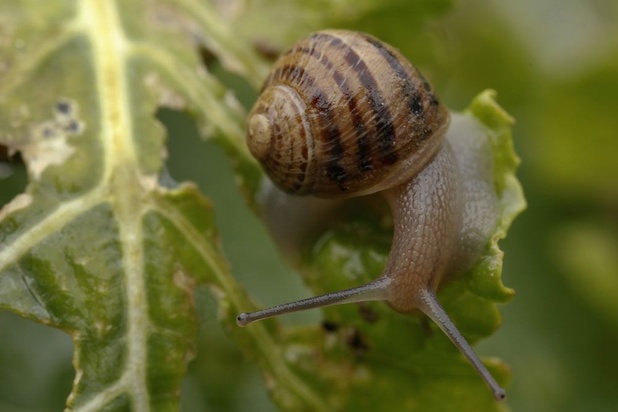 Escargots Ils Causent La Mort De Plus De 0 000 Personnes Par An Sante Levif