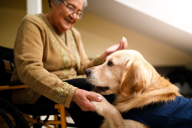 Des chiens du0027assistance plus nombreux grâce à la génétique - Santé 