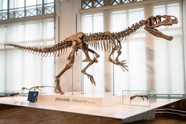 lawaai Schildknaap Pa Dino 'Arkhane': wereldprimeur voor Museum Natuurwetenschappen - Vrije tijd  - Plusmagazine
