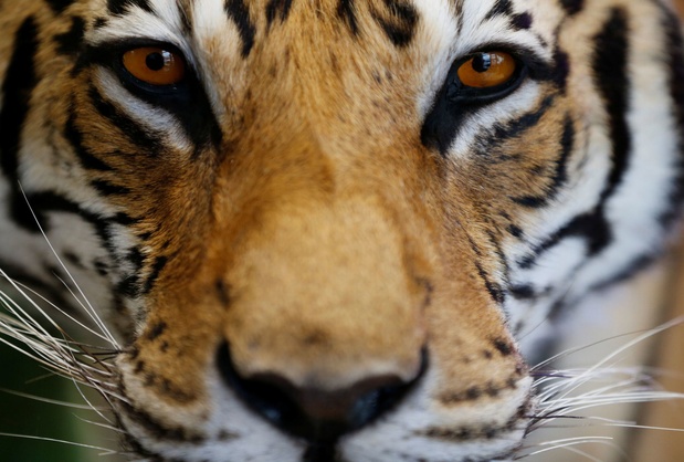 Un Tigre D Un Zoo De New York Teste Positif Au Coronavirus International Levif