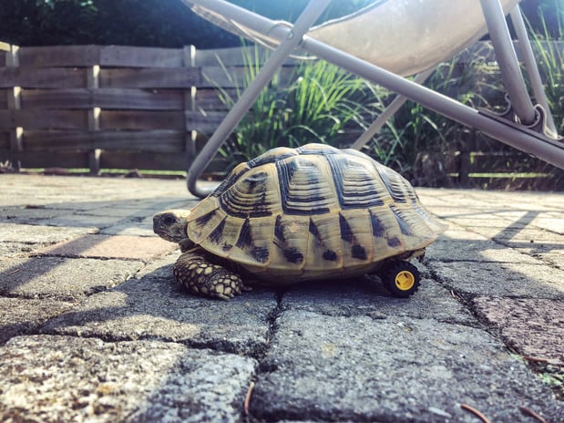 Un Veterinaire Belge Sauve Une Tortue Avec Des Legos Video Environnement Levif